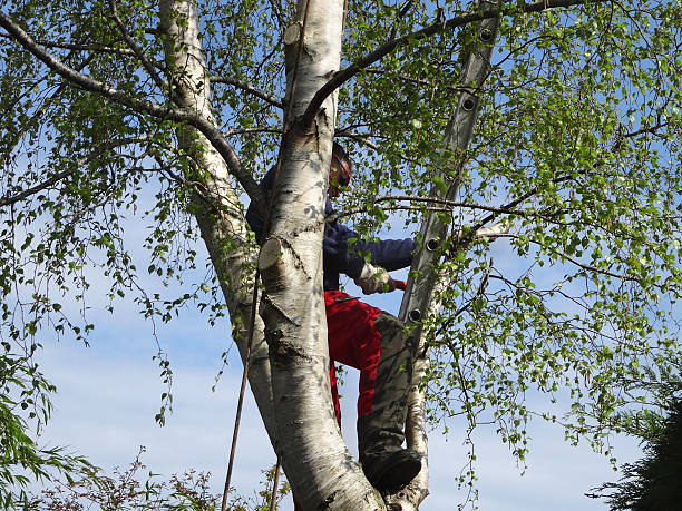 Best Fruit Tree Pruning  in Manteo, NC